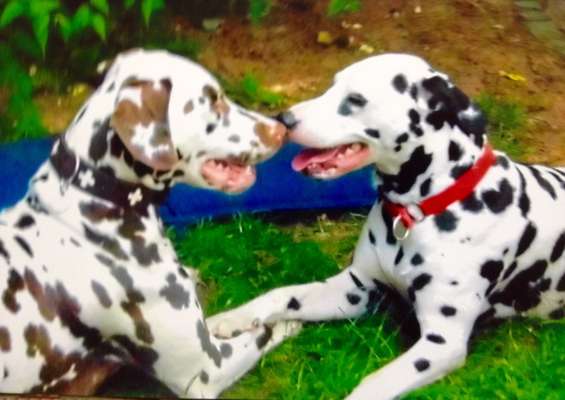 BIG LOVE :) mit 2 Hunden❣️-Beitrag-Bild