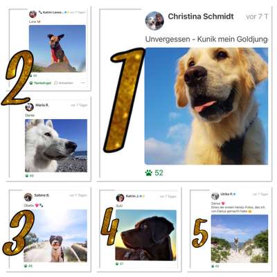 Handy Fotochallenge Nr. 52: Dein Hund mit blauem Himmel-Beitrag-Bild