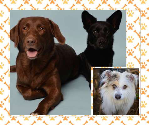 Impulskontrolle Challenge Nr.: 7
         "Gesellschaftsfähig"-Beitrag-Bild