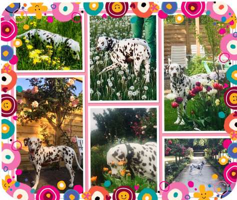 27. Collagen Challenge - Dein Hund mit Blume(n)-Beitrag-Bild