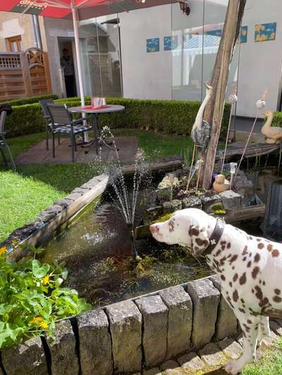 Dogorama Photo Challenge - Wasserfall-Beitrag-Bild