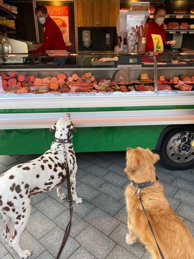 Dogorama Photo Challenge - Die besten Hundebuddys-Beitrag-Bild