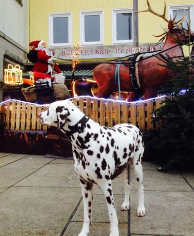 Dogorama Photo Challenge - Nikolaus-Beitrag-Bild