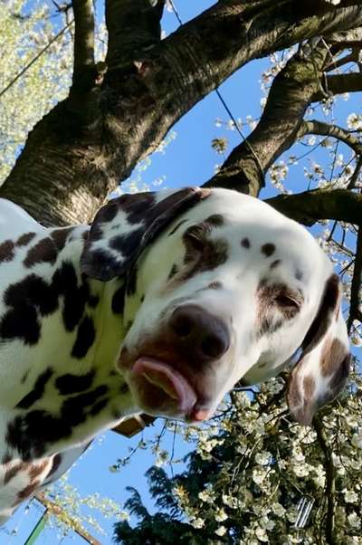 Tongue Out Tuesday-Beitrag-Bild