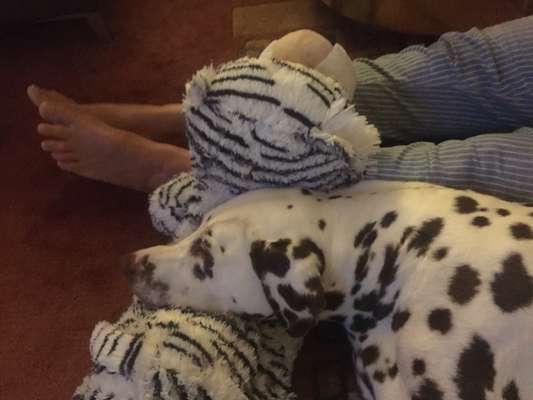 98.Fotochallange  - Hunde zeigen Zuneigung-Beitrag-Bild