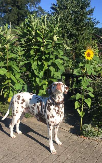 Fotowettbewerb zum Thema "Sonne"-Beitrag-Bild