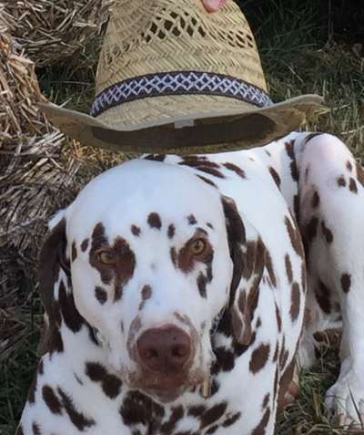 12. Farben Foto Challenge --- Braun-Beitrag-Bild