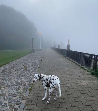 Dogorama Photo Challenge - Nebel-Beitrag-Bild