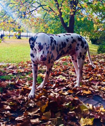 Fotochallenge Nr. 99 Herbst und Halloween🍁🍂-Beitrag-Bild