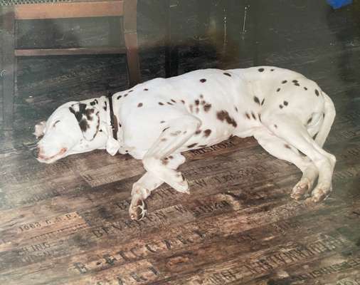 Dogorama Photo Challenge - Festliches Accessoires-Beitrag-Bild