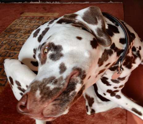 139. Fotochallenge - HUNDEKNOTEN-Beitrag-Bild