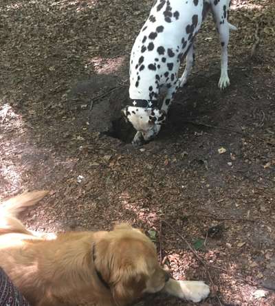 Dogorama Photo Challenge - Buddeln-Beitrag-Bild