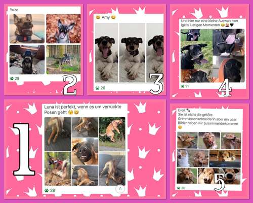 20. Collagen Challenge - "Lustige Schnappschüsse"-Beitrag-Bild