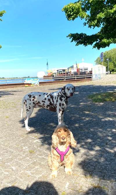 Aussies/Dalmatiner in der Nähe?-Beitrag-Bild