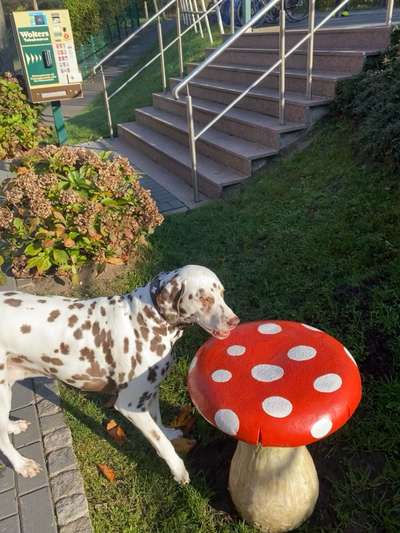 34. Farben-Challenge: Punkte - Punkte - Pünktchen-Beitrag-Bild