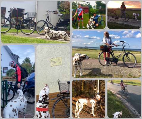 33. Collagen Challenge - Dein Hund und ein Fahrrad-Beitrag-Bild