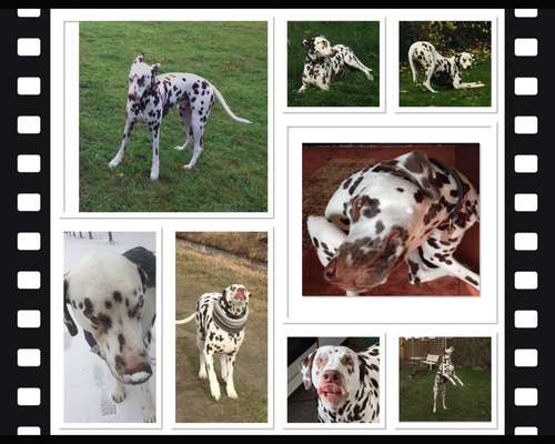 20. Collagen Challenge - "Lustige Schnappschüsse"-Beitrag-Bild