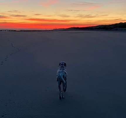 Sonnenaufgang mit Hund-Beitrag-Bild