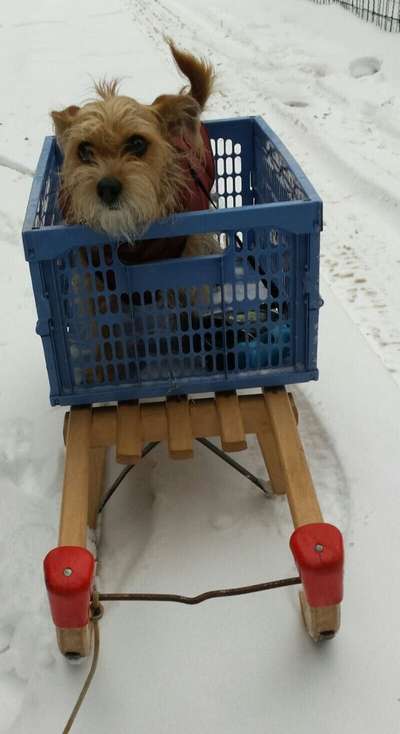 Fotochallenge - fremde Hunde-Beitrag-Bild