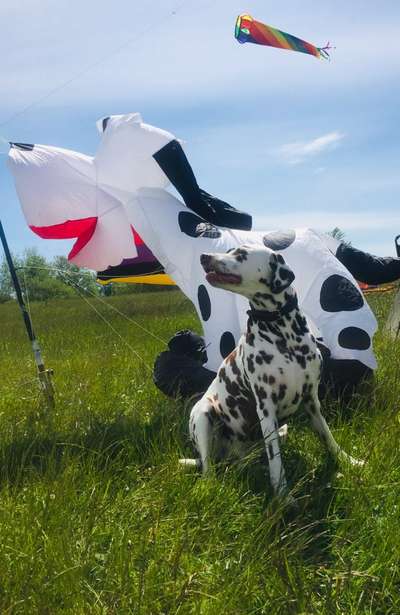 Fotowettbewerb "Liebeserklärung an deinen Hund!"-Beitrag-Bild