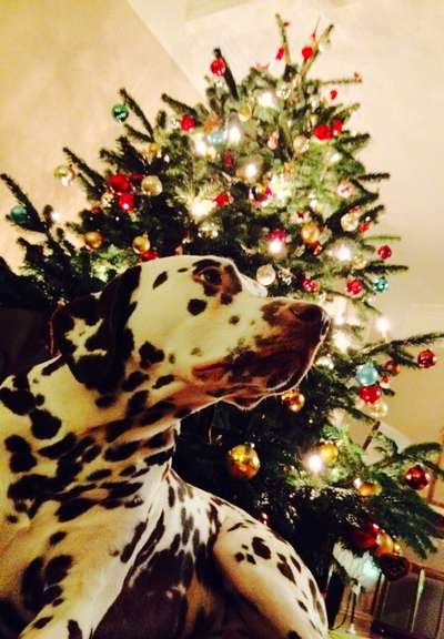 Dogorama Photo Challenge - Weihnachtsbaum-Beitrag-Bild