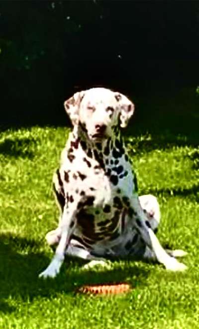 Welpenfotos-Beitrag-Bild