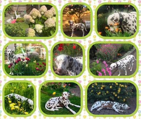 47. Collage Challenge - Sag's mit Blumen-Beitrag-Bild