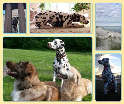 Fotos &Collagen: Beobachtungsposten-Beitrag-Bild