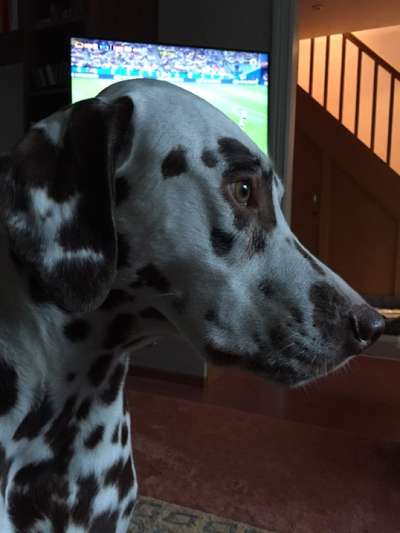 Dogorama Photo Challenge - Wir schauen fern (TV)-Beitrag-Bild