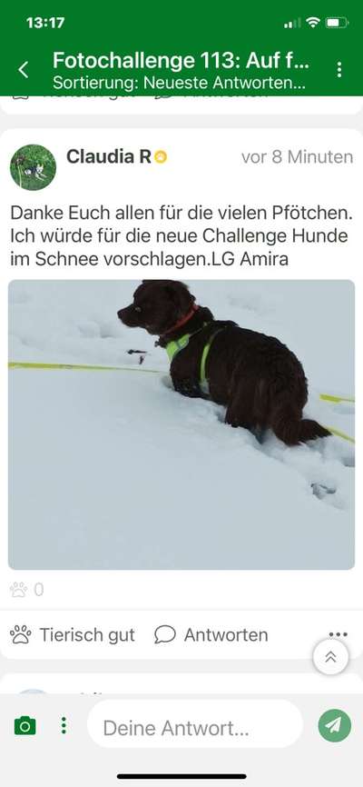 Foto Challenge Nr.: 114
Hunde im Schnee-Beitrag-Bild