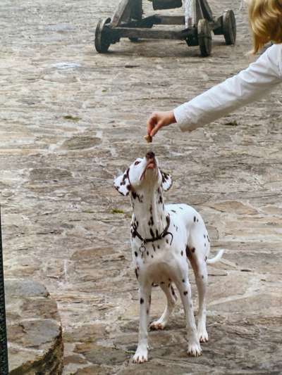 Unsere Fellnasen im Regenbogenland-Beitrag-Bild