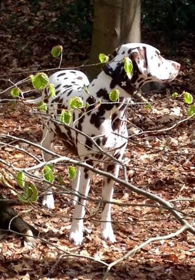 Dogorama Photo Challenge - Der Frühling kommt-Beitrag-Bild