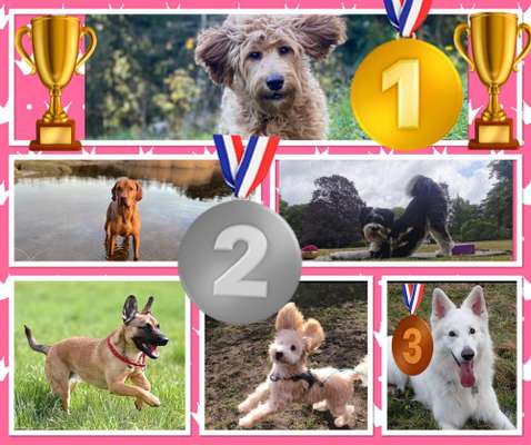 34. Collagen Challenge: "Crazy dogs"-Beitrag-Bild