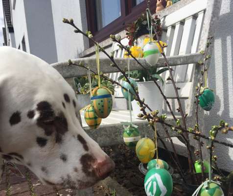 Dogorama Photo Challenge - Ostereiersuche-Beitrag-Bild