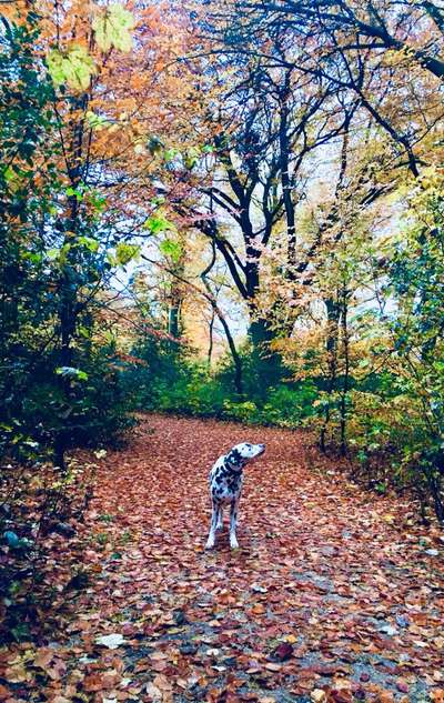 33.Farben Challenge: 
Thema Herbstfarben-Beitrag-Bild