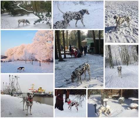 24. Collage-Challenge  *Hund im Schnee*-Beitrag-Bild