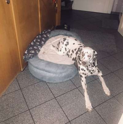 Dogorama Photo Challenge- Aufmerksamkeit bitte!-Beitrag-Bild