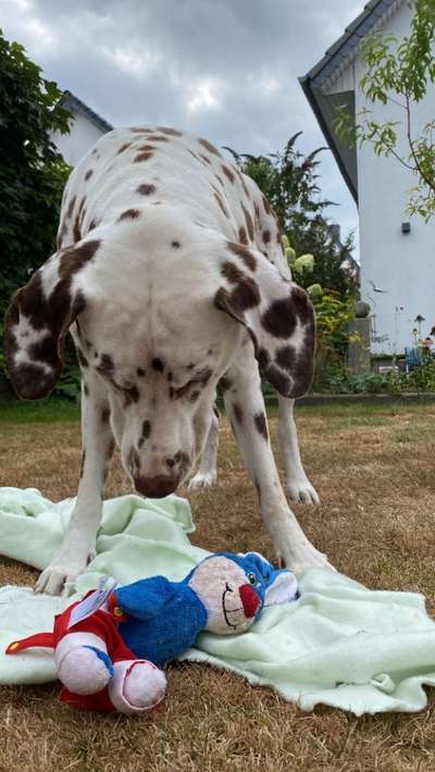 Dogorama Photo Challenge - Spielgesicht-Beitrag-Bild