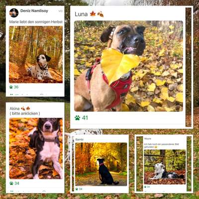 26. Farben Fotochallenge "Herbstfarben"-Beitrag-Bild