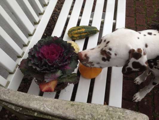 Dogorama Photo Challenge - Kürbis-Beitrag-Bild