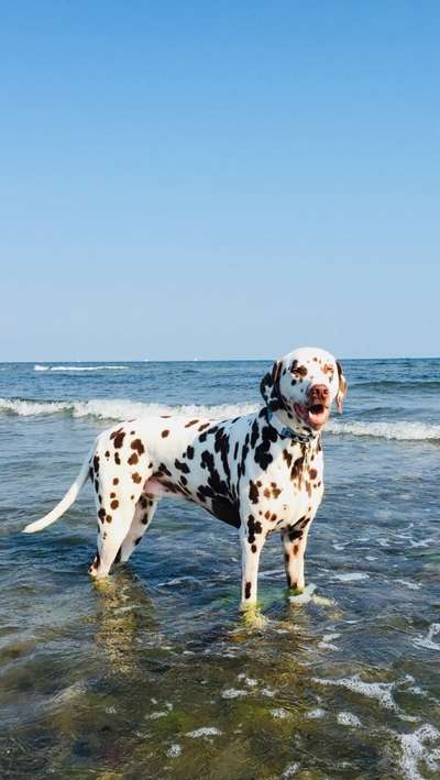 Die Dogorama Wochen Challenge: “Dein Hund im Urlaub”-Beitrag-Bild