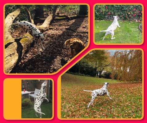 17. Collage Challenge / Springende Fellnasen-Beitrag-Bild