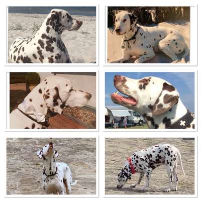 10. Collage-Challenge 
Hunde die Dich begleitet haben bzw. tun-Beitrag-Bild