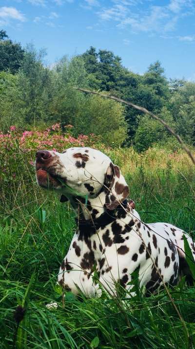 Fotosammlung: ,,Der natürliche Hund" Unbearbeitet, ungestellt und in Natura-Beitrag-Bild