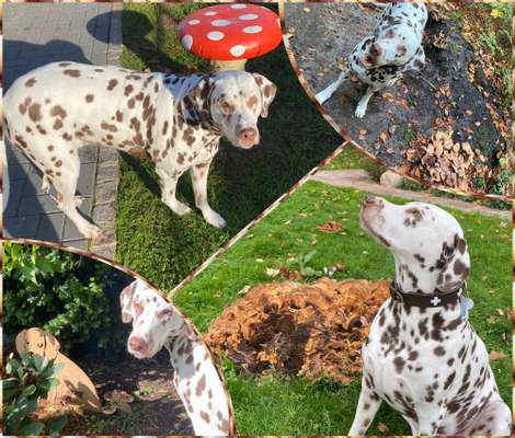 59. Foto-Collagen- Challenge: Pilze-Beitrag-Bild