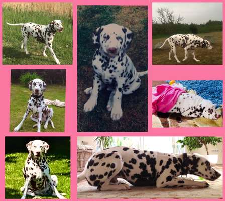 11. Collagen-Challenge
Dein*e Hund*e in verschiedenen Lebensphasen-Beitrag-Bild