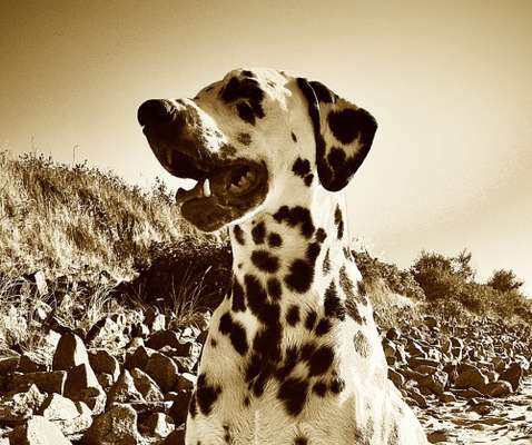 FarbenFoto - Challenge: Sepia-Beitrag-Bild