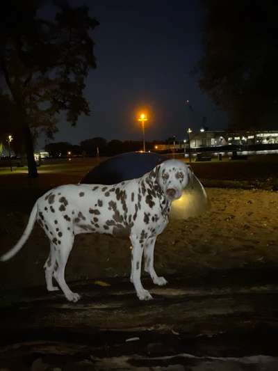 Dogorama Photo Challenge - Licht-Beitrag-Bild