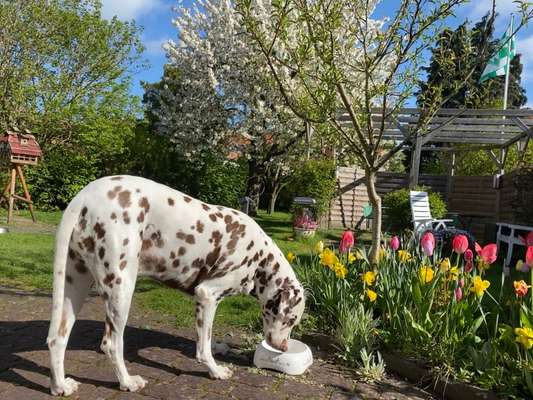 Dogorama Photo Challenge - Frühlingserwachen-Beitrag-Bild