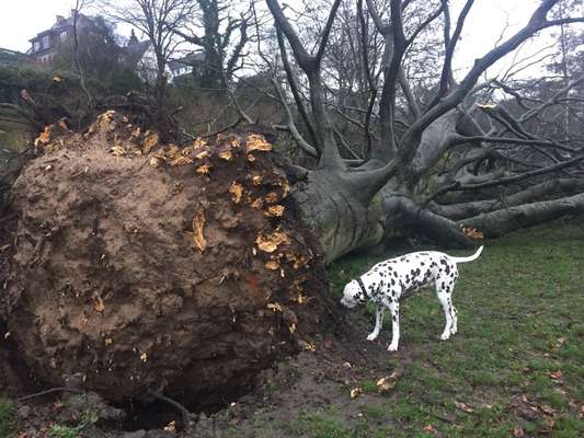 Dogorama Photo Challenge- Wurzeln-Beitrag-Bild